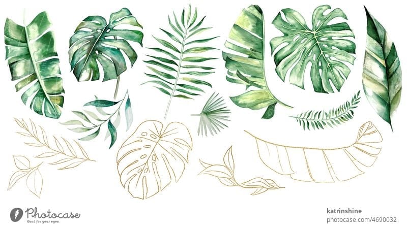 Green and Golden watercolor tropical palm, banana and monstera leaves illustration Botanical Decoration Exotic Foliage Hand drawn Isolated Ornament Set Summer
