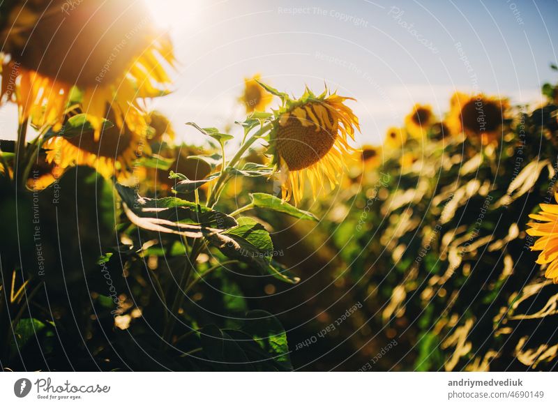 Sunflowers field landscape with big flower in front in the summer sunshine sunflower blossom background floral nature leaf spring plant meadow yellow sky green