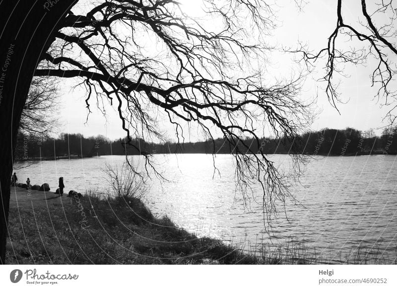 sunny winter day at lake in black and white Lake Landscape Nature Lakeside Tree Branch Bizarre Sunlight sunshine Winter's day black-and-white Exterior shot