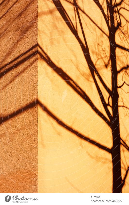 Shadow of a bare tree on an orange house wall that continues beyond the corner of the house / shadow play Shade of a tree Tree Bleak
