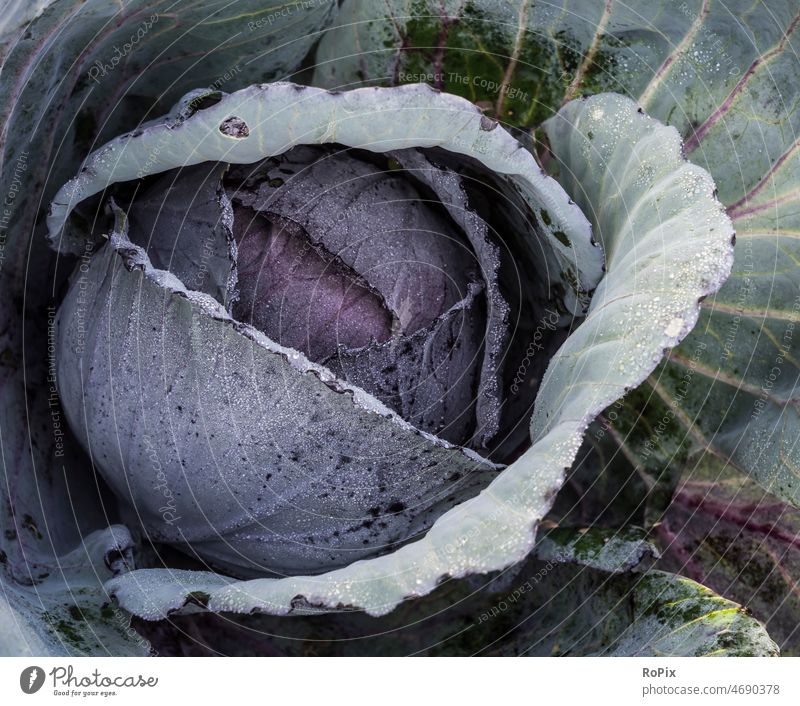Close-up of a red cabbage. Vegetable vegetables Cabbage Coleslaw food Eating food products Healthy vitamins health structure Kitchen put away Nature organic