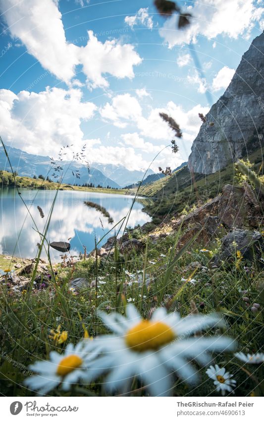 Flower, Mountain lake, Mountain Glarus mountains Meadow Wall of rock Switzerland Hiking Tourism out Alps Exterior shot Nature Deserted Peak Environment Rock