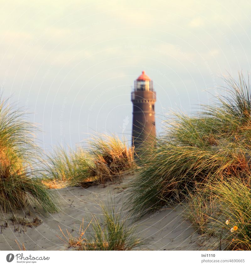 Beach grass in the dunes with view of New Borkum Lighthouse Nature Landscape Island vacation Autumn evening mood Sand coastal protection dune protection plants