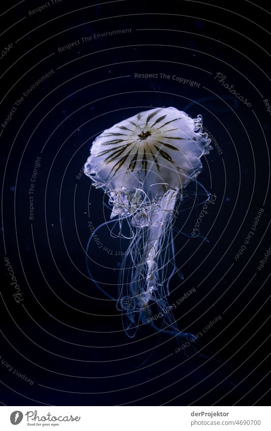 Swimming jellyfish in aquarium IV Full-length Animal portrait Central perspective Shallow depth of field Reflection Silhouette Contrast Shadow Light