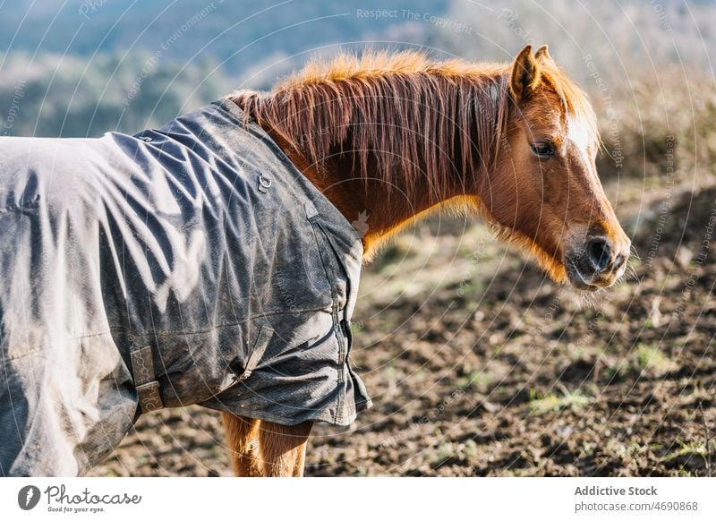Brown horse standing in paddock enclosure countryside animal equine rural creature habitat forest mammal domesticated horsecloth blanket breed zoology cute mane