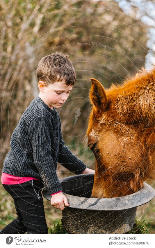 Boy feeding horse in paddock kid boy enclosure countryside animal focus habitat stable mammal concentrated domesticated breed zoology cute mane bucket fence
