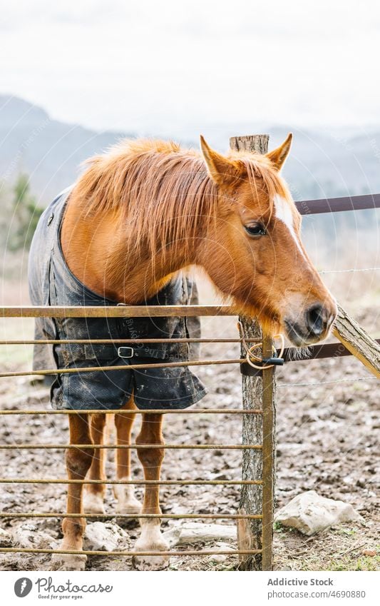 Brown horse standing in enclosure paddock countryside animal equine rural creature habitat stable fence mammal saddle domesticated breed fencing barrier zoology