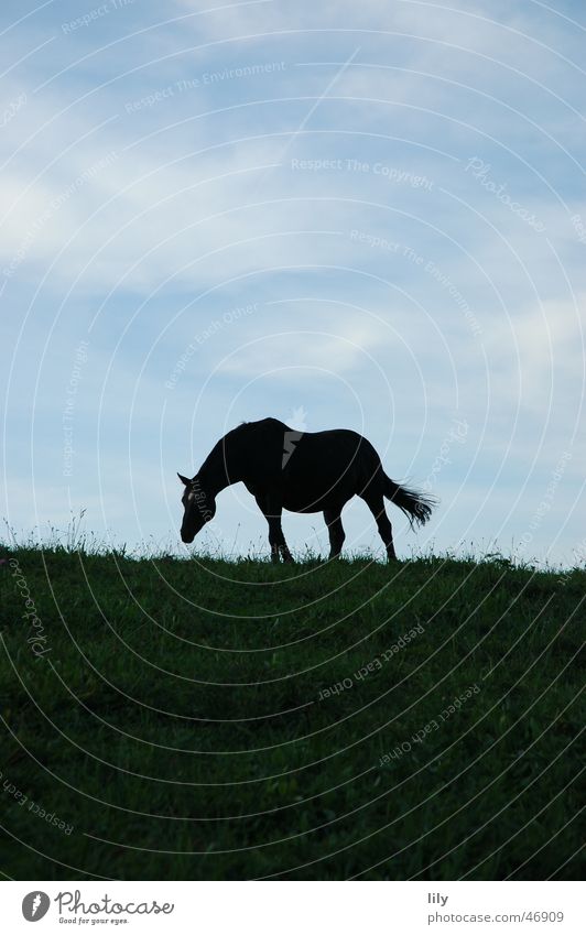 silhouette Horse Black Dark Loneliness Meadow Hiking Foraging Calm Silhouette Contrast Blue