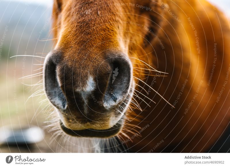 Nose of brown horse in countryside paddock enclosure animal equine rural habitat stable nose muzzle creature mammal domesticated breed zoology cute obedient