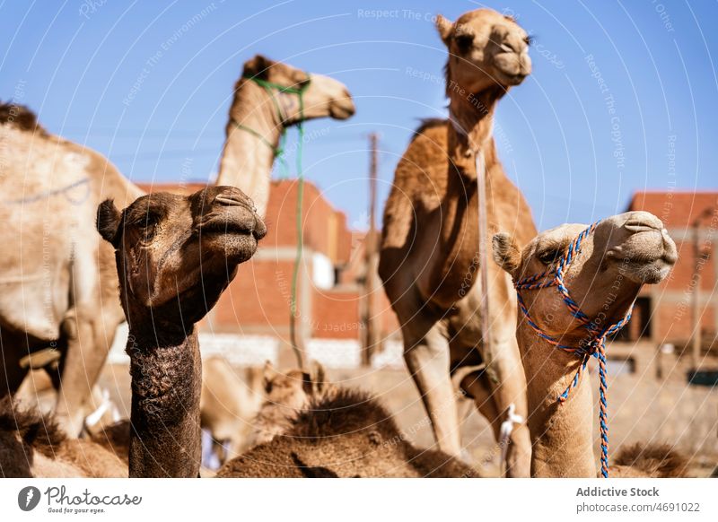 Camels on sandy ground in desert area camel animal caravan drought habitat creature specie livestock herd bridle color zoology environment land arid terrain dry