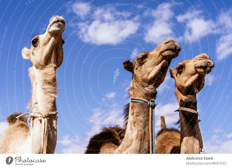 Camels standing against blue sky in desert area camel animal caravan habitat creature specie livestock herd bridle color zoology environment fauna camelidae