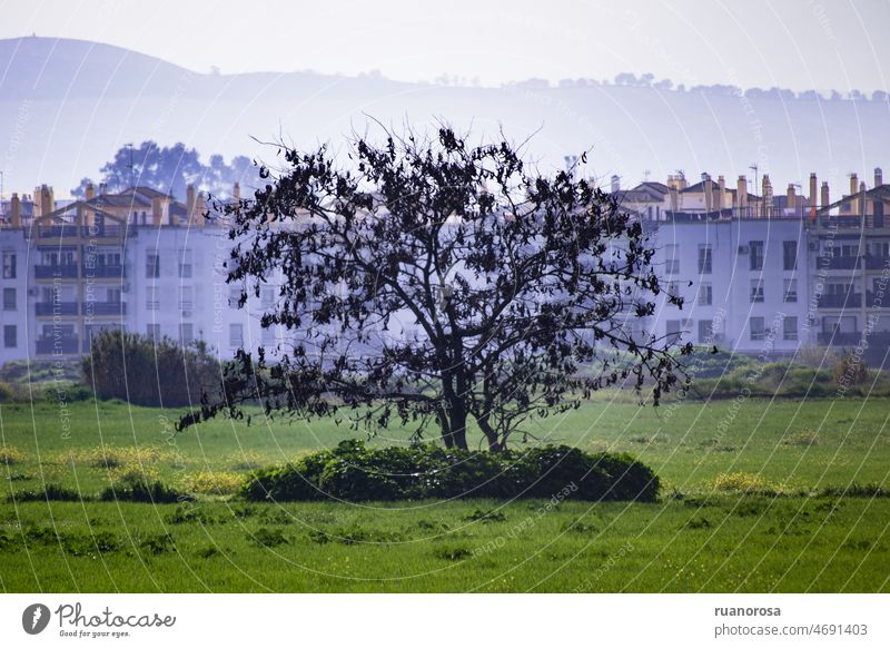 Lonely tree with buildings in the background grass alone landscape urban nature view outdoor fog green