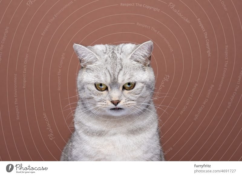 hungry british shorthair cat looking down portrait on brown background purebred cat pets fluffy feline fur beige white yellow eyes copy space food snack