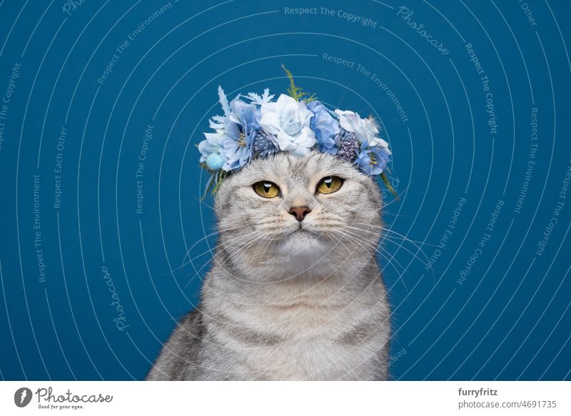 cute cat wearing flower crown with blue blossoms on head portrait purebred cat pets fluffy feline fur british shorthair cat beige white blue background