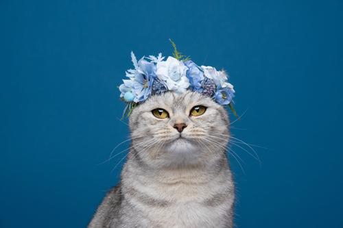 cute cat wearing flower crown with blue blossoms on head portrait purebred cat pets fluffy feline fur british shorthair cat beige white blue background