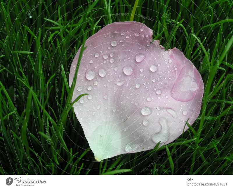Rose petal after the rain Meadow Grass blades of grass raindrops Drops of water Pink White Green naturally fallen rose petal in the meadow Delicate transient