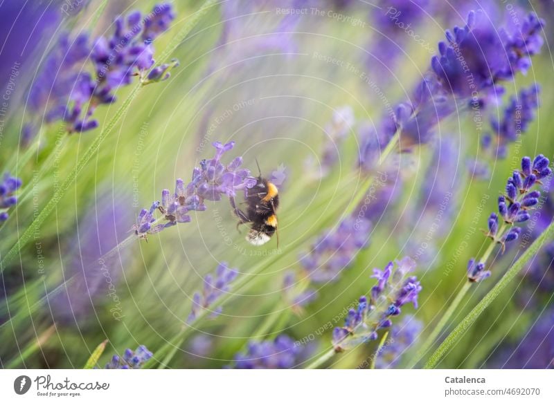 A bumblebee in lavender Nature flora fauna Insect Animal Bumble bee Plant Flower Blossom Lavender blossom fragrances fade Garden daylight Day Summer Green