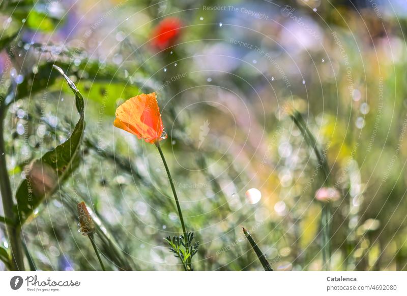 Poppy blossom in rain Lawn Drop Yellow Green Exterior shot Nature fade daylight Day Garden flora Flower Meadow Plant Blossom Grass blades of grass Botany wither