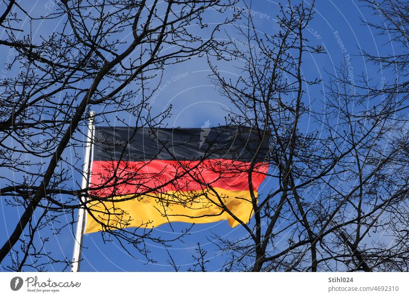Germany stands in the forest Flag flag German flag fatherland Forest branches background Black Red Gold Striped Judder Blow Wind Winter Sky Blue German Flag