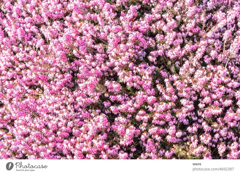 Flowering heather as background Background Blossoms Herb Pattern blooming copy space erica flowering flowers garden gardening medicinal plant nature nobody