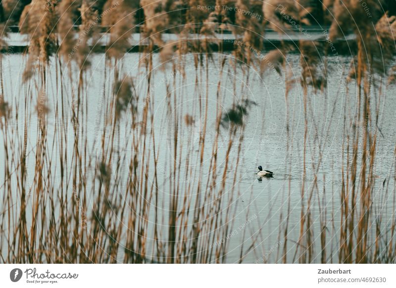 Lonely duck on pond behind reeds Duck Pond Grass Bird be afloat Water by oneself
