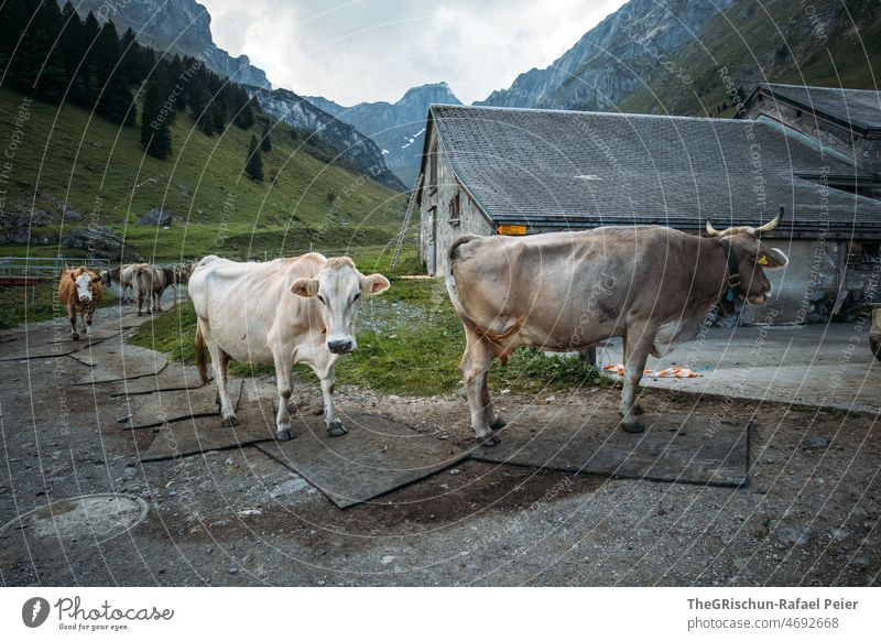 Cows in front of the barn horns Switzerland Farm Alps Animal Farm animal ears Cute Street animal portrait Blue sky Perspective from below Forest Clouds alp Barn