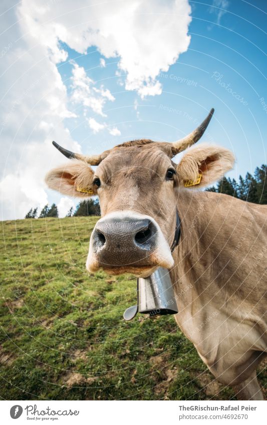 Cow with horns Switzerland Farm Alps Animal Farm animal Bell ears Cute animal portrait Nose Mouth Face