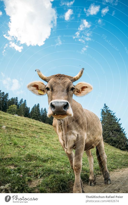 Cow with horns Switzerland Farm Alps Animal Farm animal Bell ears Cute Street animal portrait Blue sky Perspective from below Forest Clouds