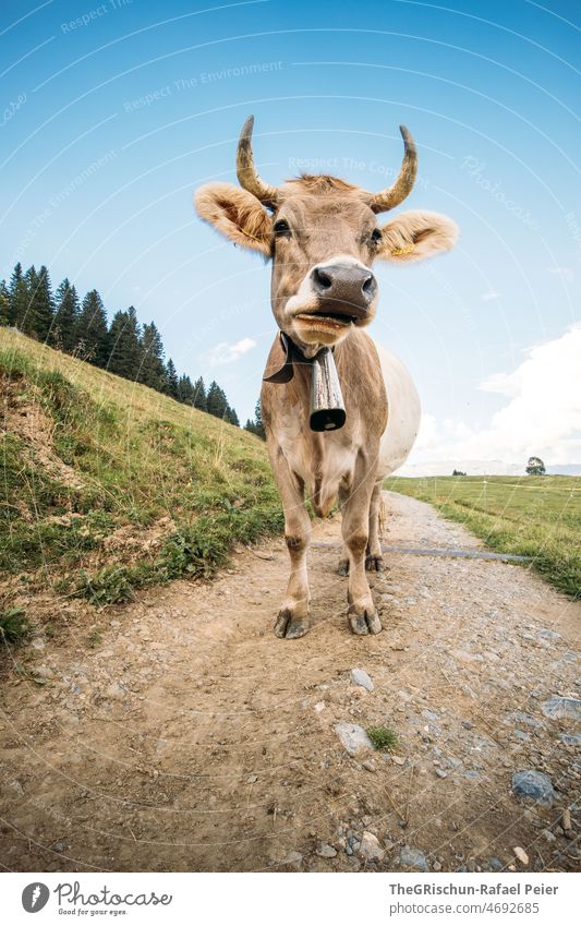 Cow with horns Switzerland Farm Alps Animal Farm animal Bell ears Cute Street animal portrait Blue sky Perspective
