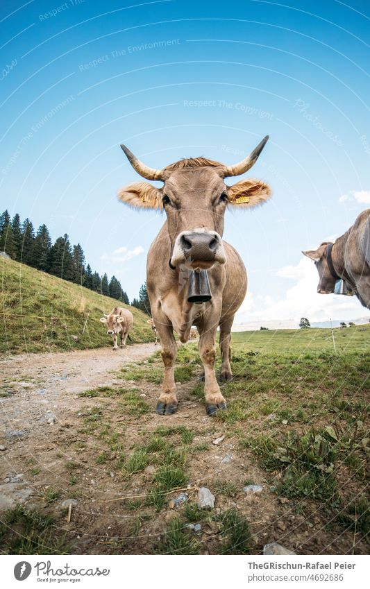 Cow with horns Switzerland Farm Alps Animal Farm animal Bell ears Cute Street animal portrait Blue sky