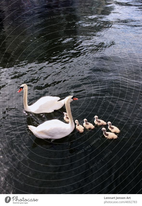 Swan Family swans family bird feathers white grey water lake ripples animals poultry sunny spring summer gathered beak exterior nature outdoor