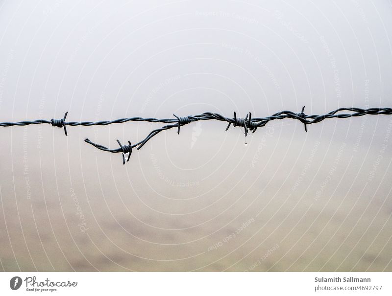 Barbed wire with water drops in foggy mood Abstract minimal Barbed wire fence Wire Border Barrier Safety Protection Captured Thorny Threat freight collect