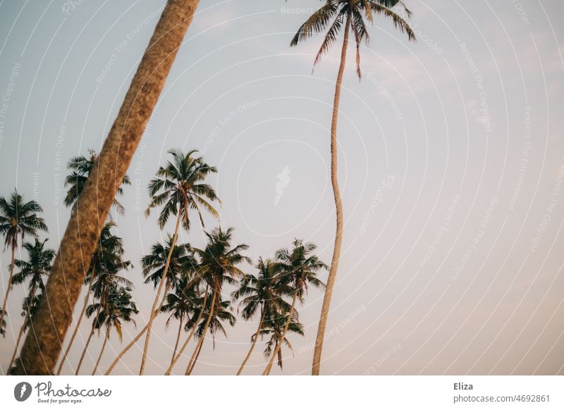 Palm trees against evening sky palms Nature vacation tropics Sky Evening Twilight Exotic Tropical Pale blue