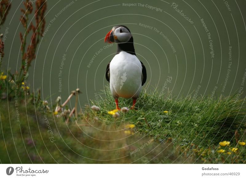 Puffin Daddy Bird Animal face Animal portrait Full-length Looking into the camera Cute Neutral Background Copy Space right Stand Long shot Exterior shot