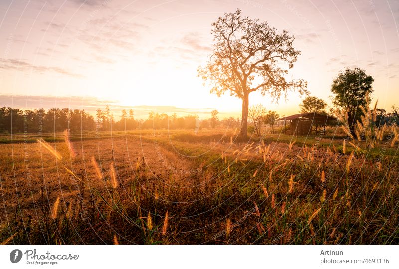 Landscape of rice farm field with sunrise light in the morning. Trees and old hut with dry straw bales in a harvested rice field and grass flower. Agricultural field. Hay stack for animal feed.