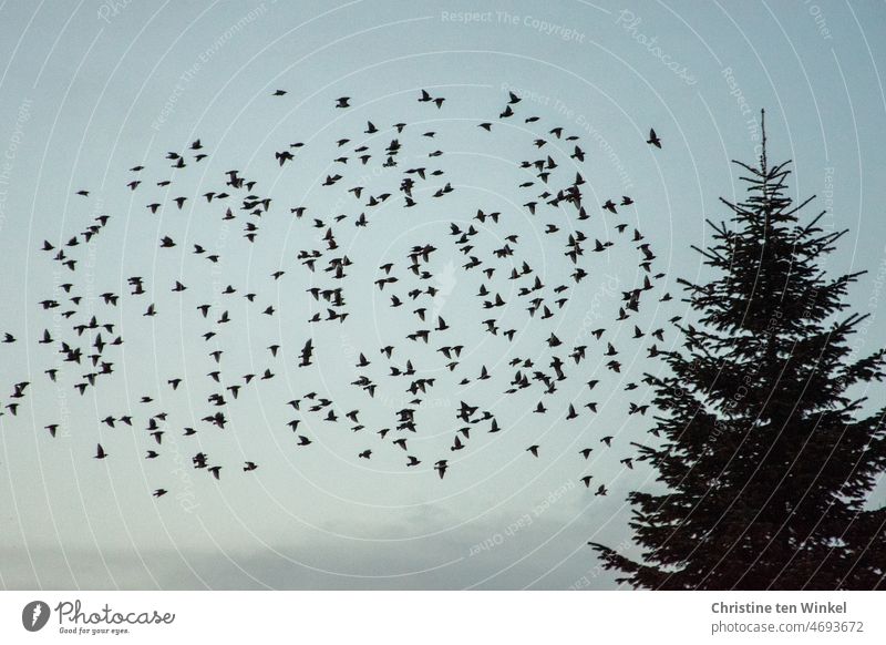 Animal love | A flock of starlings at dusk on the flight to the roosts Stare birds Flock Flock of birds Flying Sky Nature Many Wild animal Bird Wild bird