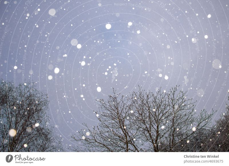 Snowflakes dance with the trees at dawn snowflakes blue hour Twilight Cold Spring Winter Snowfall Background picture Winter mood snow flurries flashed