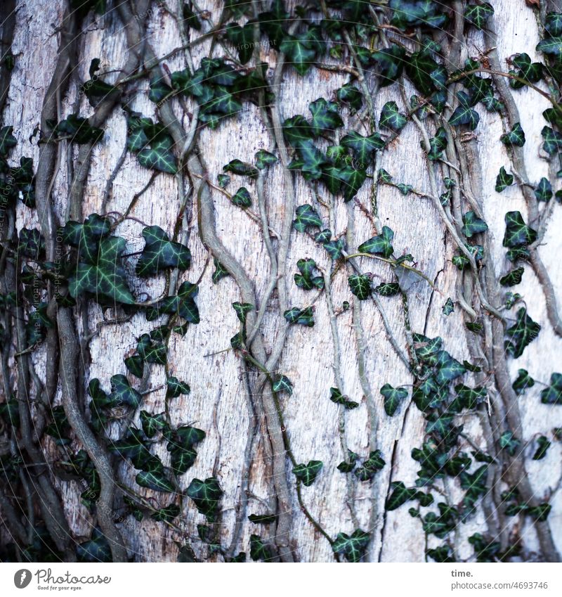 climbing tree Ivy Tree trunk creeper Tree bark leaves coexistence Nature vine Climbing Old wax ecology
