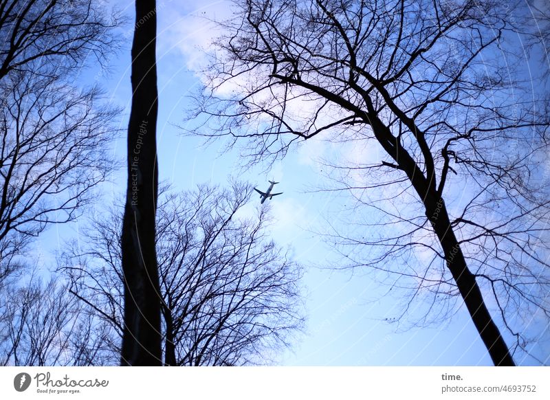 Escape plane over NSG Tree Airplane Aviation evening sky In transit branches Winter Clouds Flying travel Crash Loud Sky
