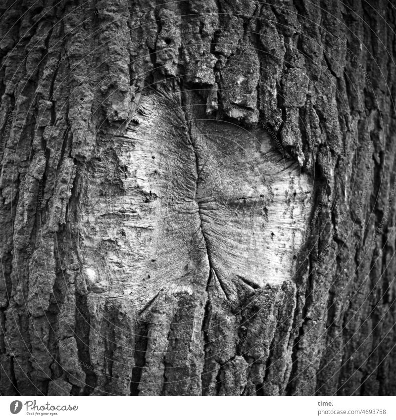 gray in gray | wound closure Tree bark Oak tree Wound Gap violation wounded Tree trunk Old Trauma