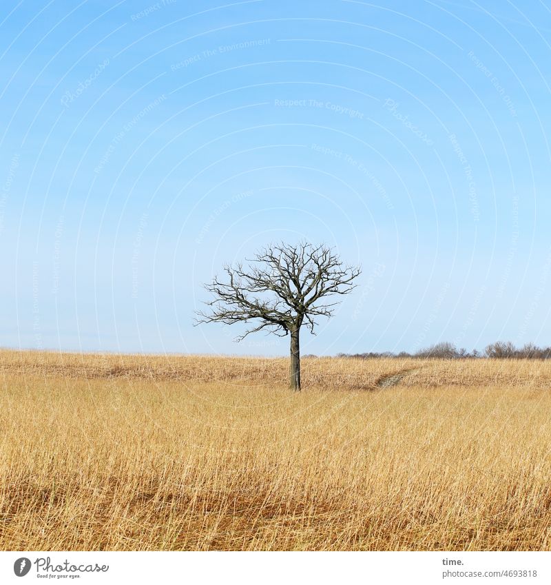 bare tree in blue yellow landscape Tree acre Grain field Horizon Beautiful weather Sky Bleak sunny statement Unique selling point forsake sb./sth. on one's own