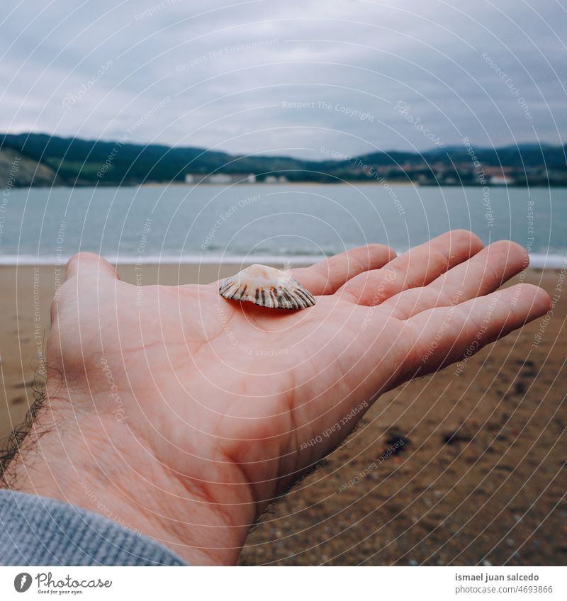 hand with a clam in the beach Hand Arm fingers Shell Shell-bearing mollusk Shell-shaped Shell sand Beach outdoors Colour photo Ocean Sand Coast Deserted