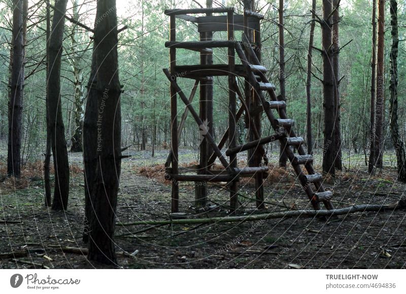Hunter stand or high seat in young forest with pines and birches - man and animal are not visible Hunting stand Hunting Blind Forest clearing Observe Wait