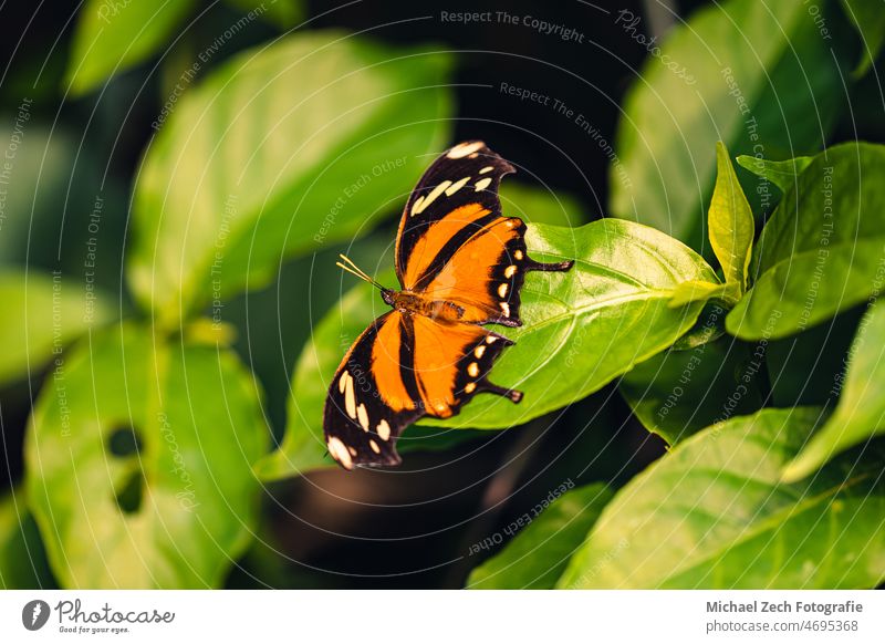 A butterfly perched on a leaf in Papiliorama insect nature green beautiful garden animal beauty wildlife outdoor closeup colorful natural macro leaves