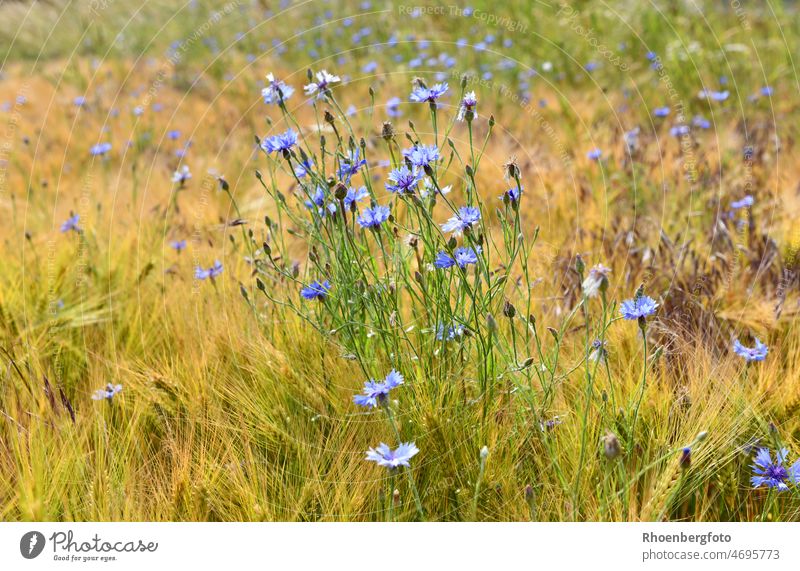 Blue cornflowers gently swaying in the wind Centaurea cyanus Grain Field Grain field Cornfield grains fruits Fruit Grass grasses Nature Summer Mature harmony