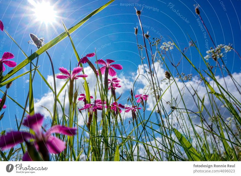 Flower meadow with pink summer flowers against blue sky from frog perspective. Meadow Experiencing nature Sky Grass Green Blue Clouds Sun solar star Summer
