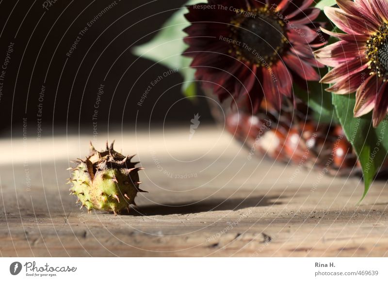 Autumn Still IV Living or residing Decoration Flower Sunflower Bouquet Red Change Chestnut Wooden table Autumnal Still Life Individual Loneliness Thorny