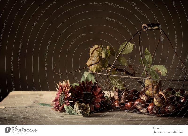 Autumn Still V Living or residing Decoration Blossom Sunflower Chestnut Blossoming Faded To dry up Brown Red Change Autumnal Still Life Basket Wooden table