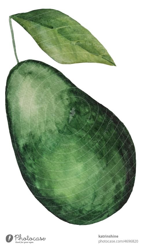 Whole geen juicy avocado. Watercolor tropical fruit illustration Botanical Cut Decoration Element Exotic Hand drawn Healthy Ingredient Isolated Ripe Summer
