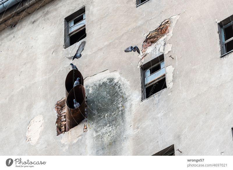 City pigeons in their loft Town city pigeons Loft Industrial building Deserted Exterior shot Building Window Wall (building) Silos Facade Day Colour photo Old